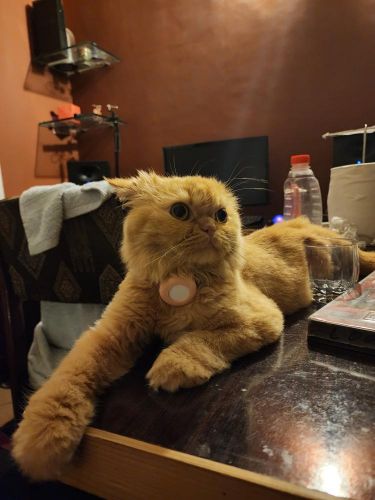 Perfil de Lustrousbaby en Madagascar